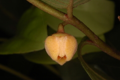 Popowia beddomeana